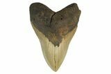 Serrated, Fossil Megalodon Tooth - Huge NC Meg #298811-1